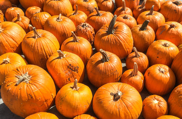Orange Pumpkins