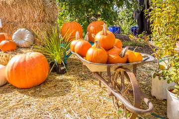 Halloween Themes