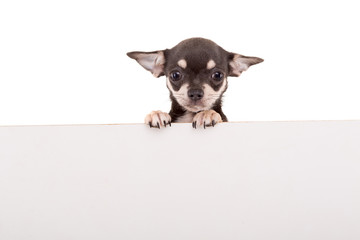 Chihuahua puppy
