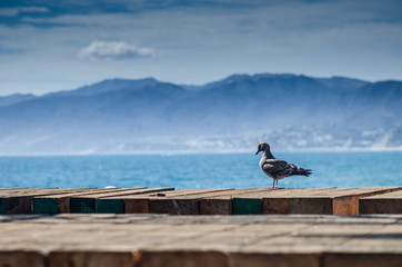 Naklejka premium A Bird Standing on Santa Monica Pier with City and Coast Background