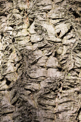 patterned bark texture