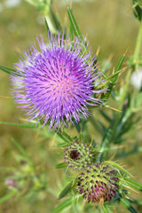 Thistle