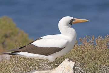 Nazca Booby Profile