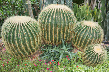 Four Round Cactuses of Varying Sizes