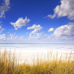 Fototapeta na wymiar Grass on a white sand dunes beach, ocean and blue sky