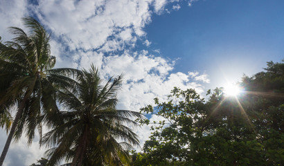 Fototapeta na wymiar palm trees and sun