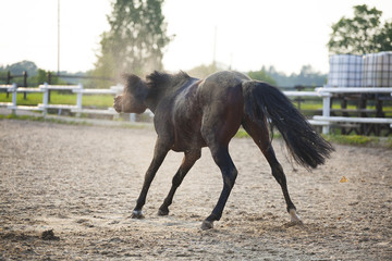 funny brown horse is plaiyng on sand