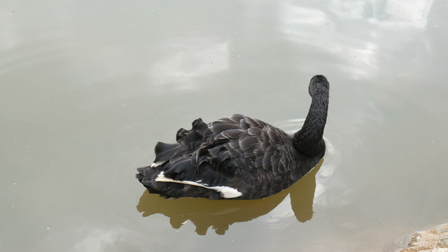 Swan swimming in river 