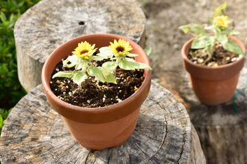 Fototapeta na wymiar Yellow flowers and flower pot