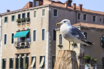 seagull in Venice, Italy