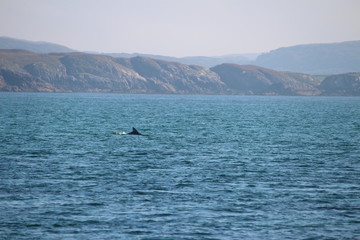 Obraz premium Delfin in Schottland