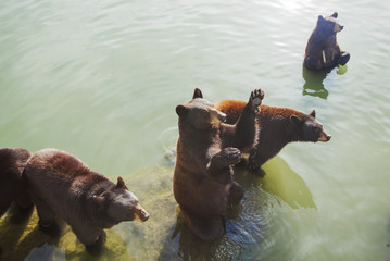Brown bears in water