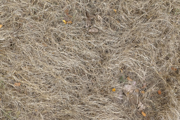 Dry Grass, Background