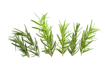 rosemary isolated on white background