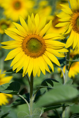 Sunflower field in Ukraine, close up