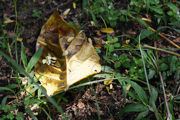 Dried leaves / A picture of dried leaves on the ground