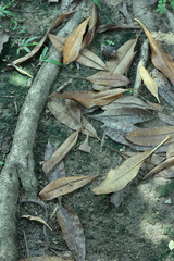 Dried leaves /  The picture of dried leaves on the ground