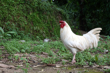 White rooster on the ground