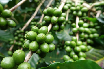 Green coffee beans on stem.