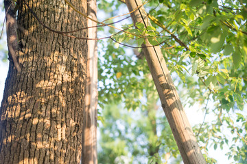 Fototapeta premium sunlight on the tree