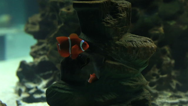 Clownfish or anemonefish