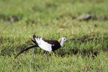 Pheasant-tailed Jacana in Bundala National Park, Sri Lanka