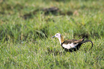Pheasant-tailed Jacana in Bundala National Park, Sri Lanka
