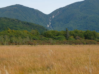 草紅葉　戦場ヶ原