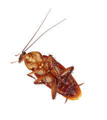 Cockroach on white background