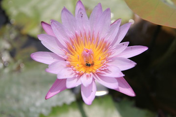 Fototapeta premium Bee on the lotus