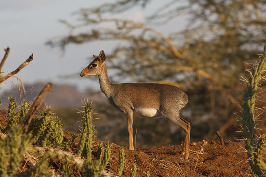 Kirk's Dikdik (small African antelope)