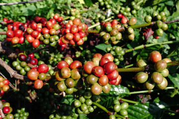 Coffee beans ripening on a tree.
