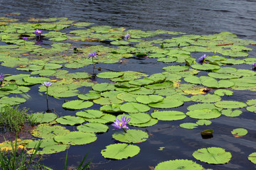 Lotus / A picture of lotus in the lake 