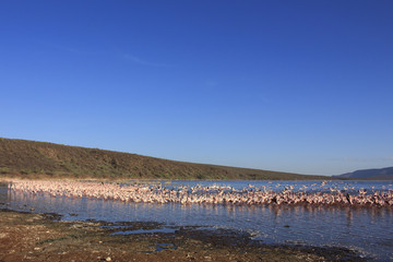 Flocks og Lesser and Greater Flamingo, Lake Bogoria, Kenya