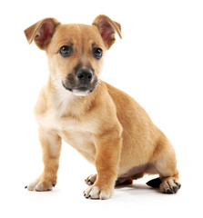 Puppy isolated on white