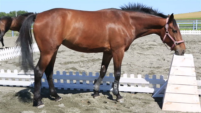 Beautiful filly Hanoverian breed 