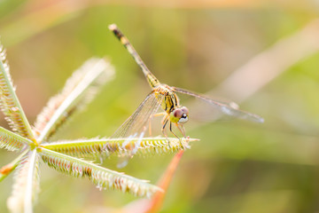 Macro close up dragon fly