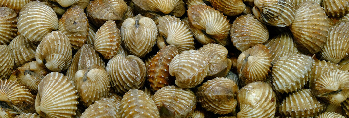 Fresh raw cockles background. 
Slightly defocused and close-up shot.