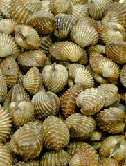 Fresh raw cockles background. 
Slightly defocused and close-up shot.
