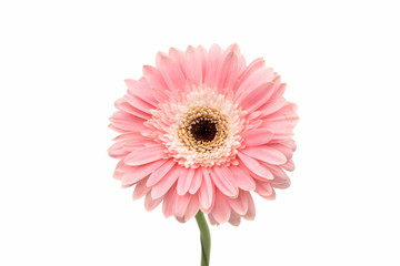 Gerbera Daisy