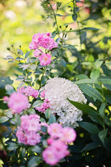 Flowers in the summer garden