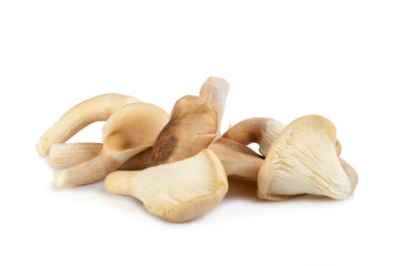 abalone mushroom isolated on white background