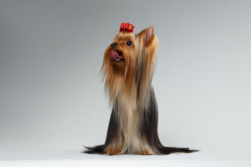 Groomed Yorkshire Terrier Dog Sits on White and Looking up