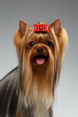 Closeup Portrait of Happy Yorkshire Terrier Dog on White