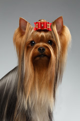 Naklejka premium Closeup Portrait of Happy Yorkshire Terrier Dog on White