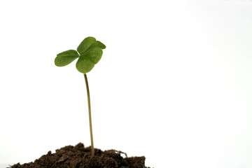 clover and the soil in the white #2