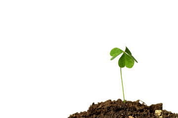clover and the soil in the white #4