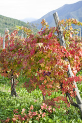 Italy. Province of Imperia. Vineyard in autumn