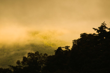 Forest covered in fog