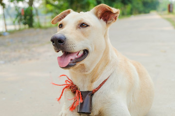 Obraz premium happy dog